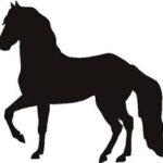 214A-Morgan horse